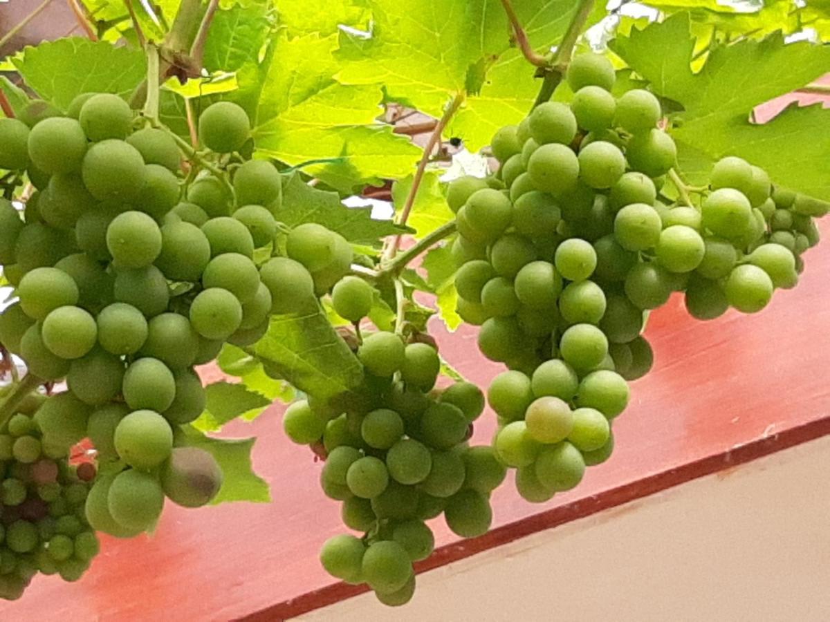 צ'סטרפילד Church Villa B & B מראה חיצוני תמונה